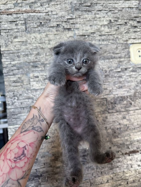 Продаются котята скотиш фолд и скотиш страйт — 3