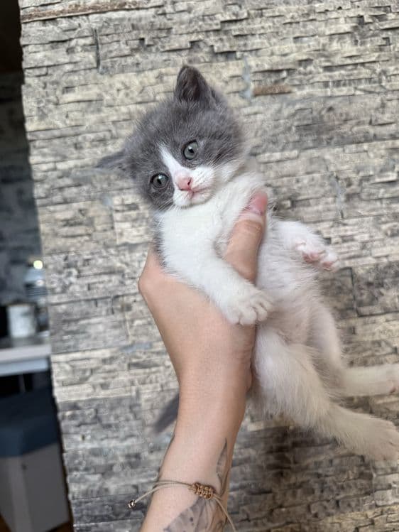 Продаются котята скотиш фолд и скотиш страйт — 4