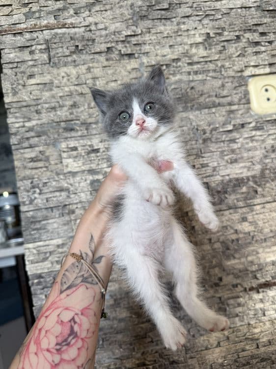 Продаются котята скотиш фолд и скотиш страйт — 5