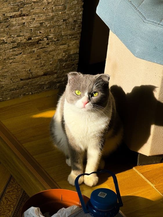 Продаются котята скотиш фолд и скотиш страйт — 6