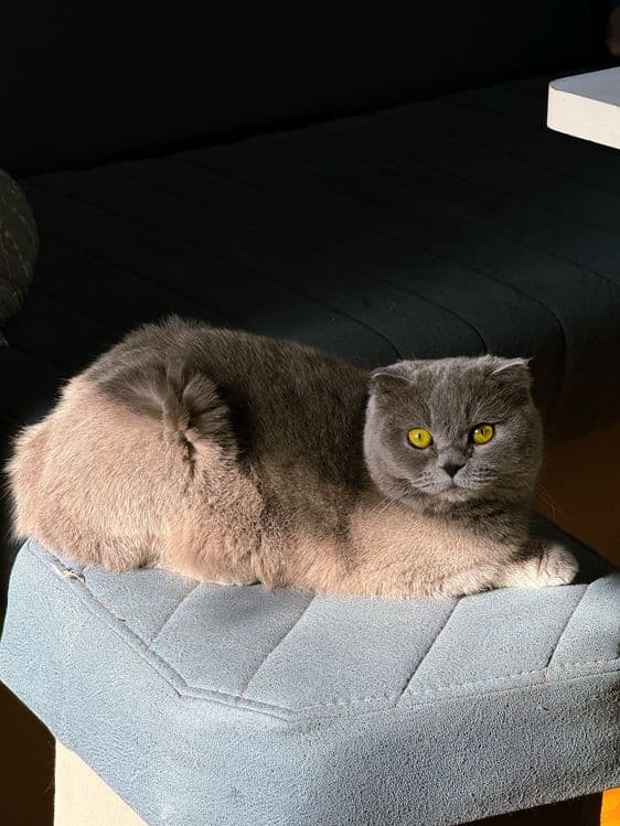 Продаются котята скотиш фолд и скотиш страйт — 7