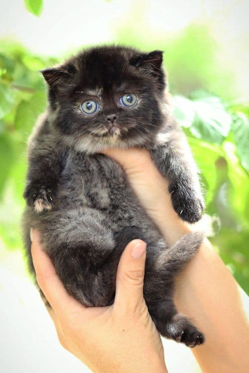 Британский  котенок — 2