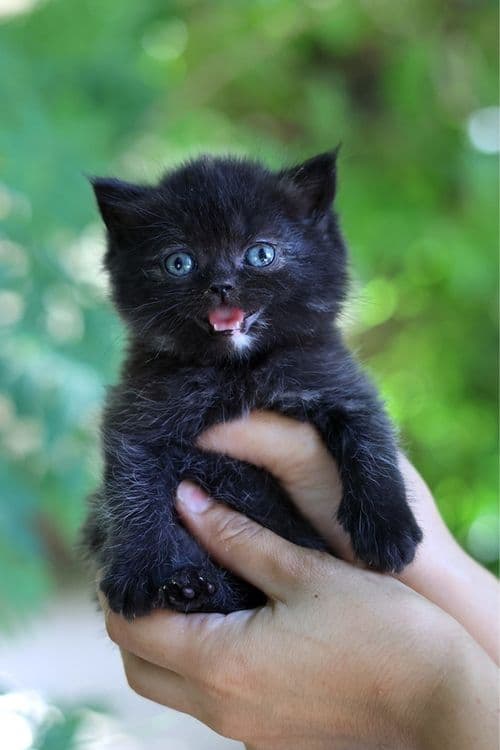 Британский  котенок — 3