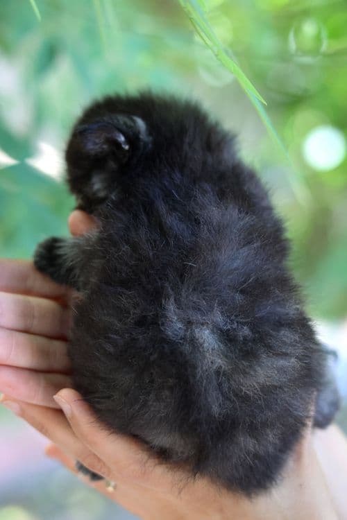 Британский  котенок — 4