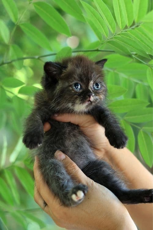 Британский  котенок — 5