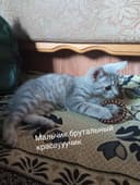 Шотланцы скотиши