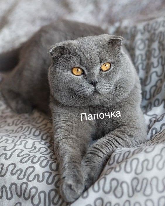 Шотланцы скотиши — 2