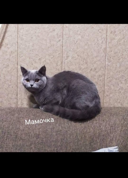 Шотланцы скотиши — 3