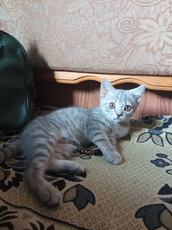 Шотланцы скотиши — 4