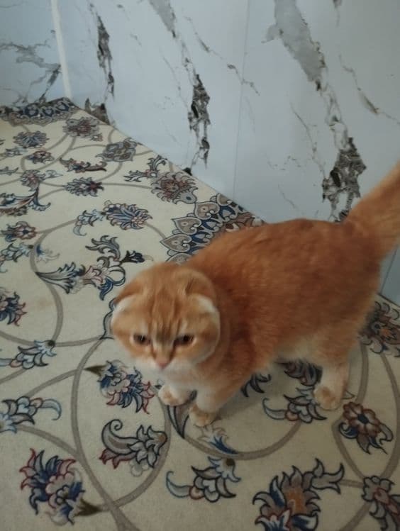 Scotish fold zotli mushuk sotiladi tozza zotli xojatga oʻrgangan — 2