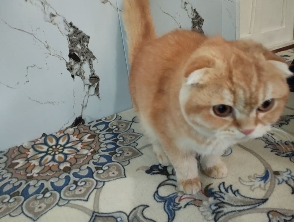 Scotish fold zotli mushuk sotiladi tozza zotli xojatga oʻrgangan — 3