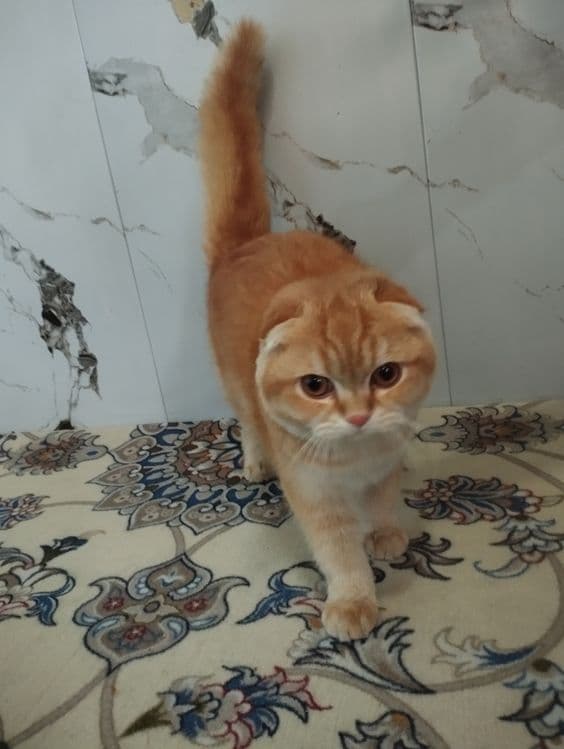 Scotish fold zotli mushuk sotiladi tozza zotli xojatga oʻrgangan — 5