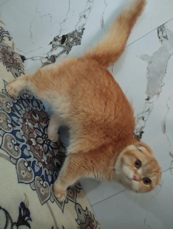 Scotish fold zotli mushuk sotiladi tozza zotli xojatga oʻrgangan — 7
