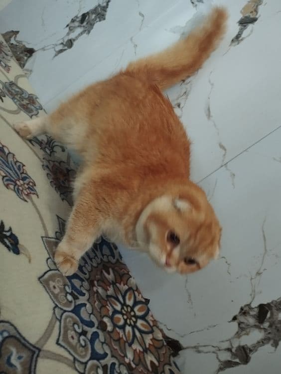 Scotish fold zotli mushuk sotiladi tozza zotli xojatga oʻrgangan — 8