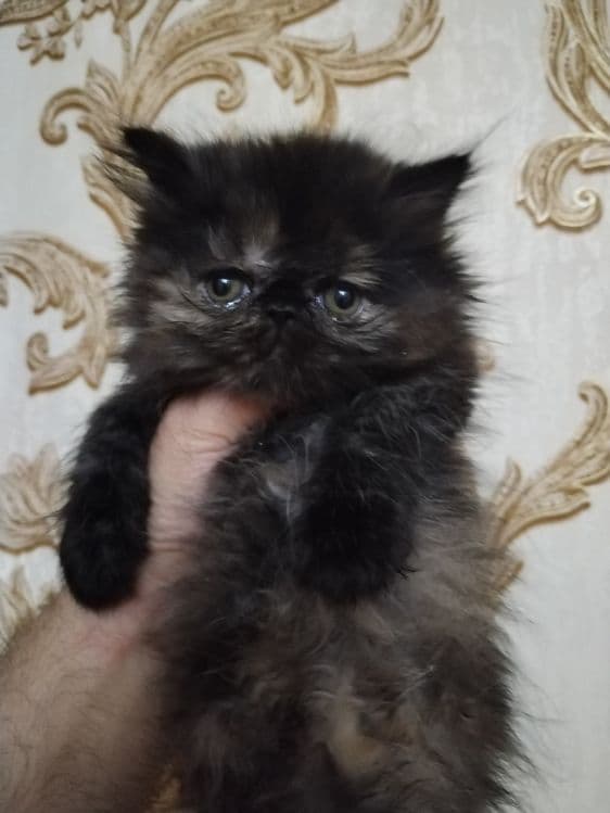 Персидские котята зксрималы — 2