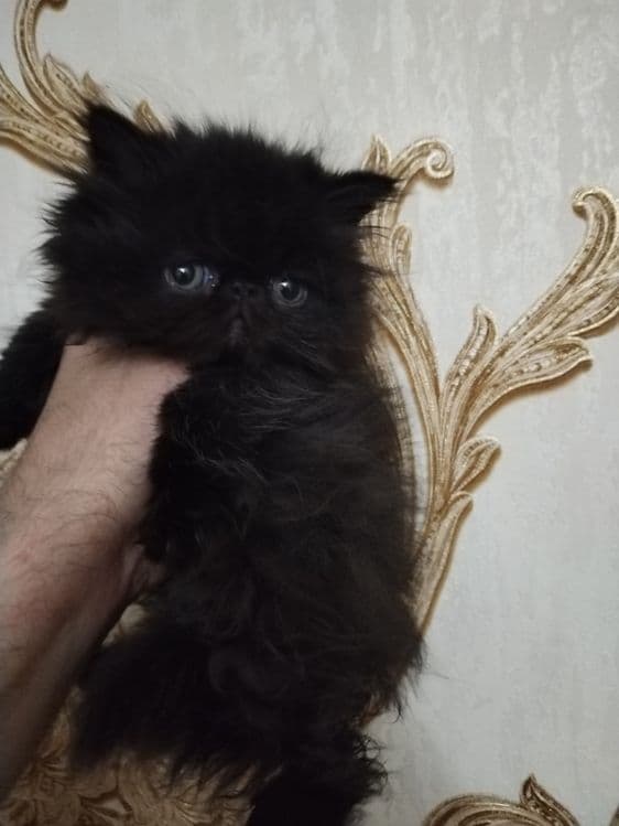 Персидские котята зксрималы — 3