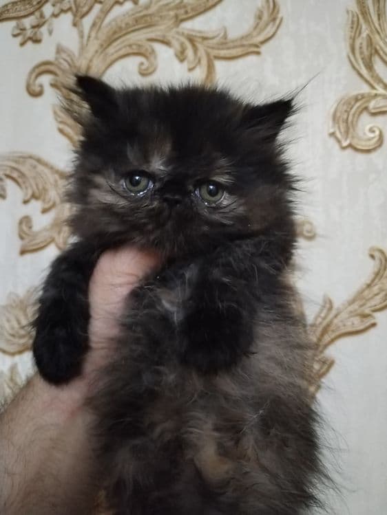 Персидские котята зксрималы — 4