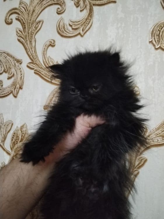 Персидские котята зксрималы — 7