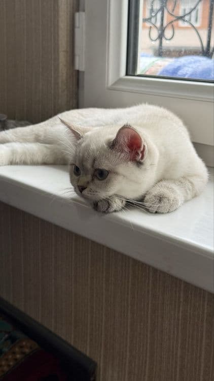 Продаётся котёнок Скоттиш Страйт — 2