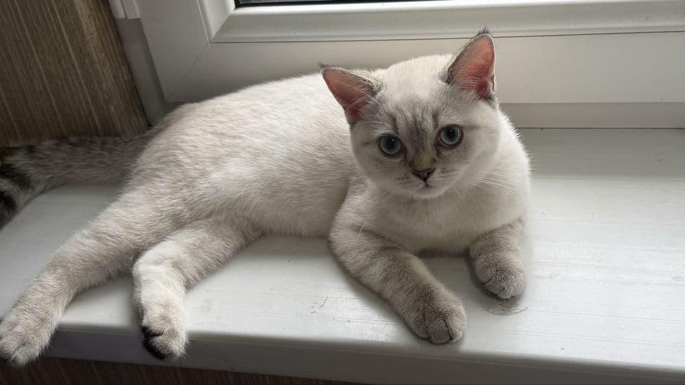 Продаётся котёнок Скоттиш Страйт — 3