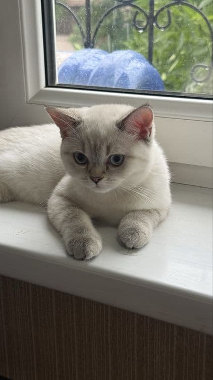 Продаётся котёнок Скоттиш Страйт — 4