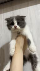 Продается котята