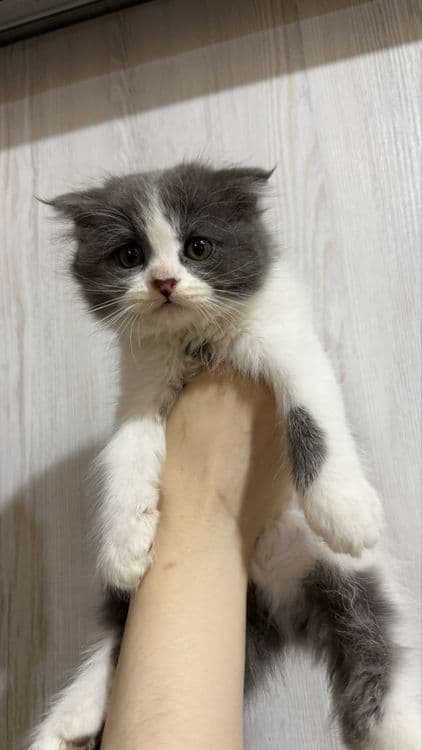 Продается котята — 1