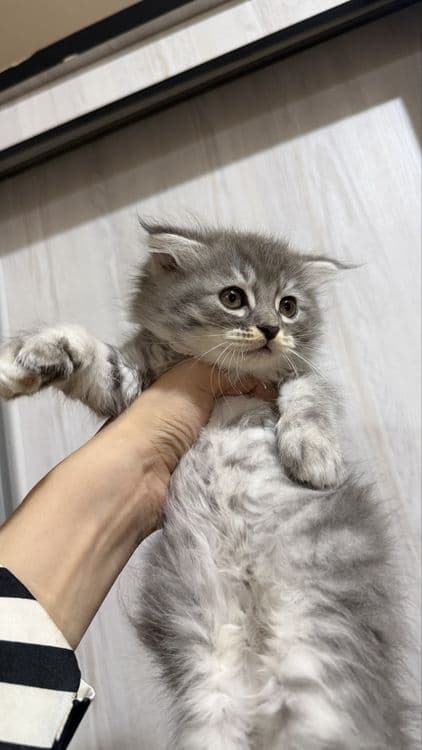 Продается котята — 2