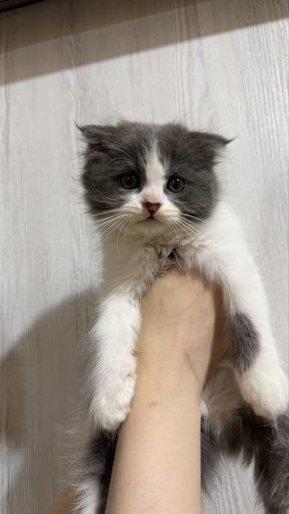 Продается котята — 3
