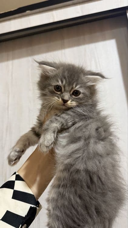 Продается котята — 4