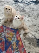 Шотландцы мушки 2.5 йош .  Опши 3 та мушук. 1 та киз 2 та ушил  бола