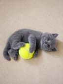 Котята голубого окраса