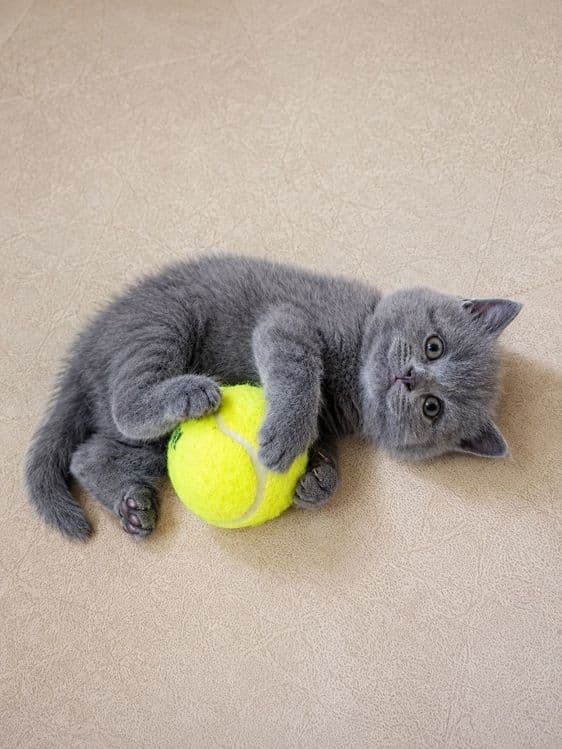 Котята голубого окраса — 1