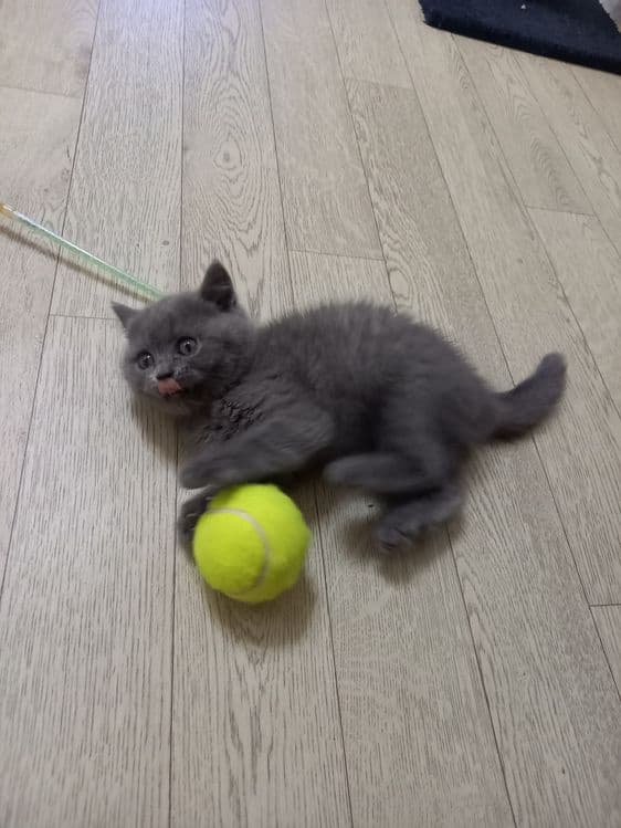 Котята голубого окраса — 2