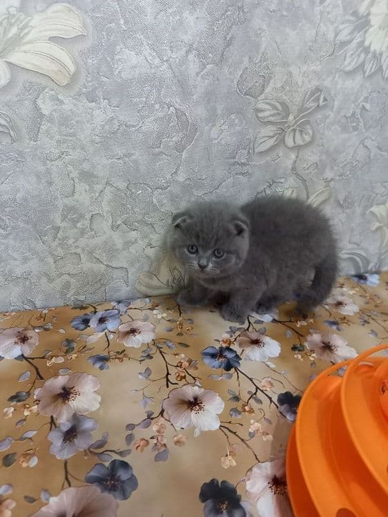 Котята голубого окраса — 3