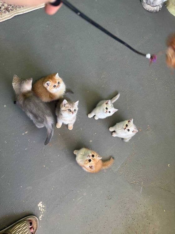Продается котята — 2