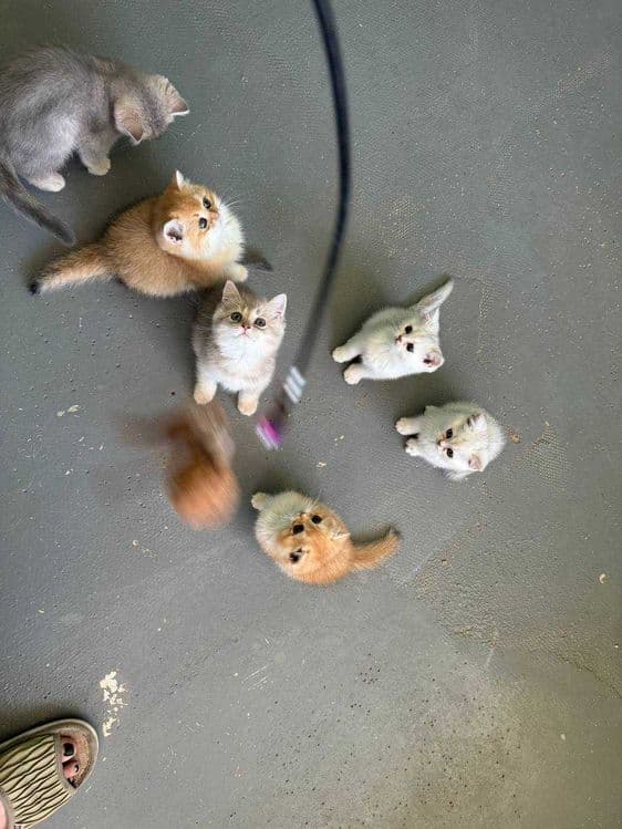 Продается котята — 3