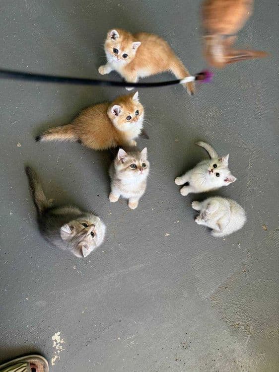 Продается котята — 4