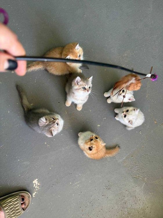 Продается котята — 5
