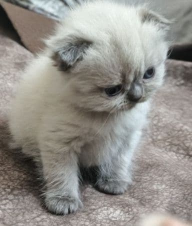 Чистокровные Котята шотландские скотиш фолд и страйт — 2