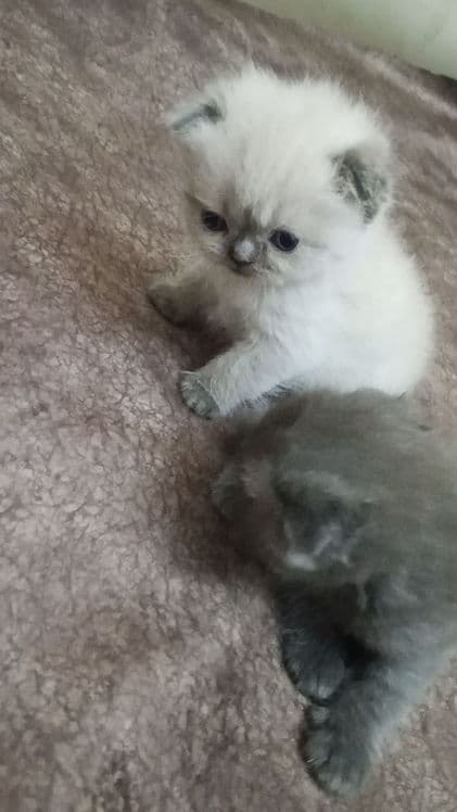 Чистокровные Котята шотландские скотиш фолд и страйт — 3
