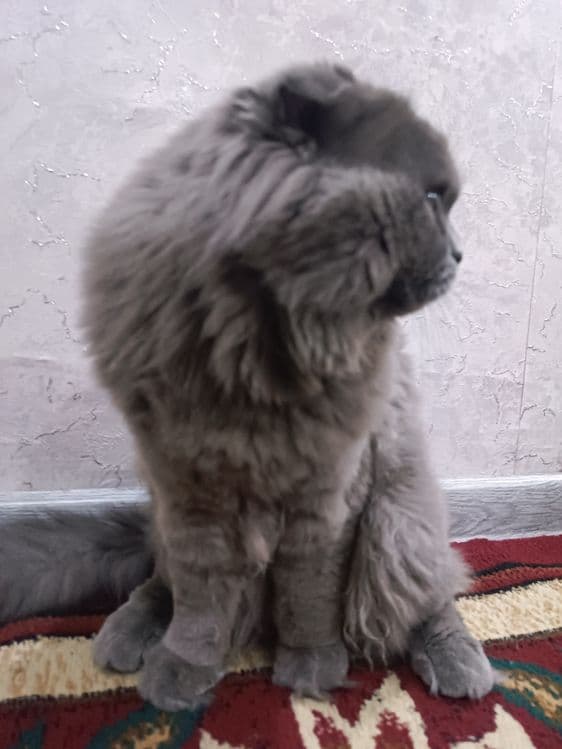 Mushuk Qõshishga — 3