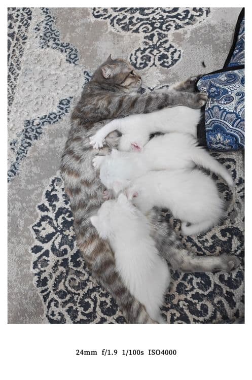 Ona bola mushuklar sotiladi. — 1