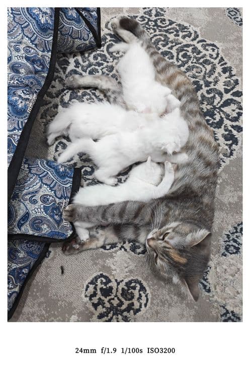 Ona bola mushuklar sotiladi. — 2