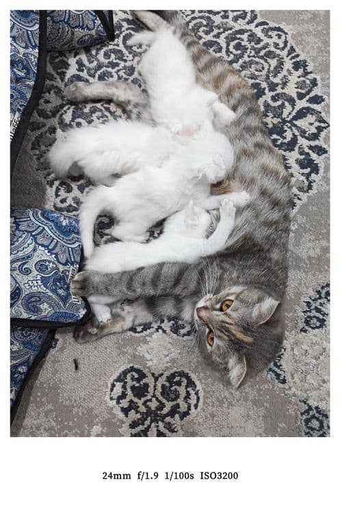 Ona bola mushuklar sotiladi. — 3