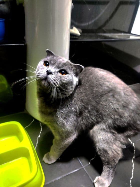 Срочно продам шотландскую вислоухую кошку (девочка) — 1
