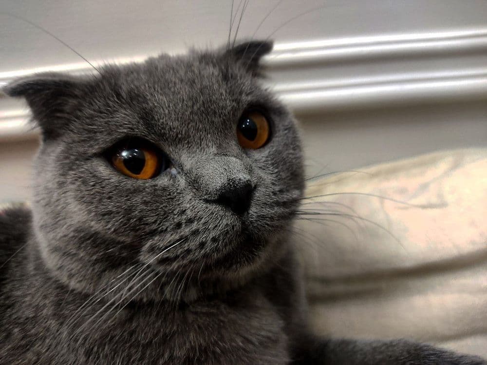 Срочно продам шотландскую вислоухую кошку (девочка) — 2