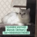 Vyaskaga Britanski serebristi shinshilla 2 yosh