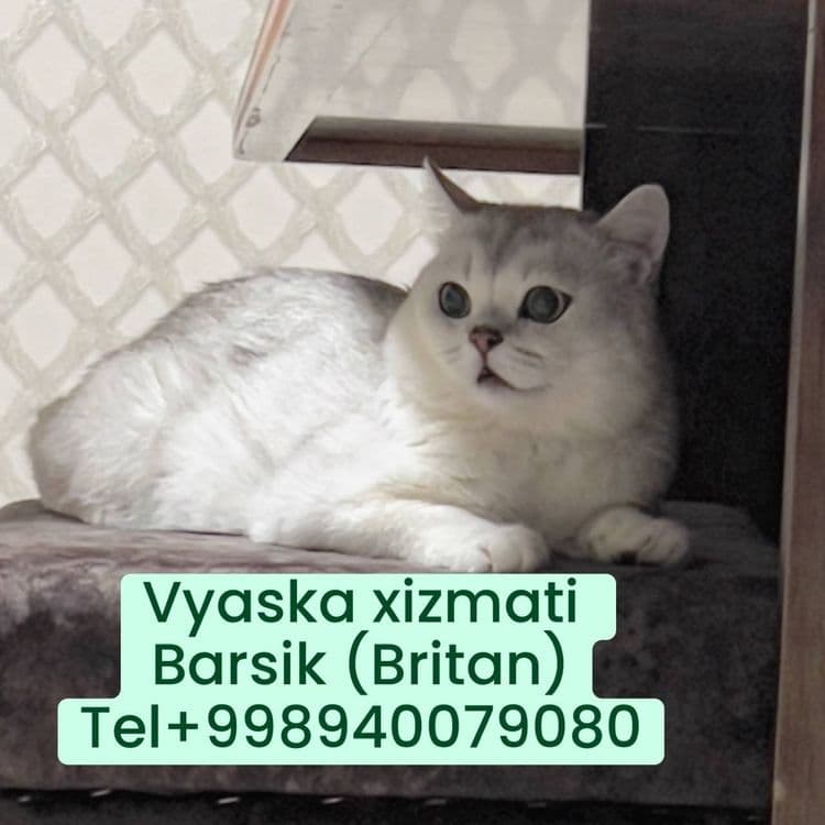 Vyaskaga Britanski serebristi shinshilla 2 yosh — 1