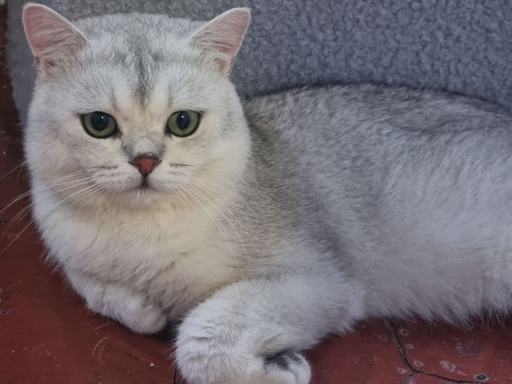 Vyaskaga Britanski serebristi shinshilla 2 yosh — 2
